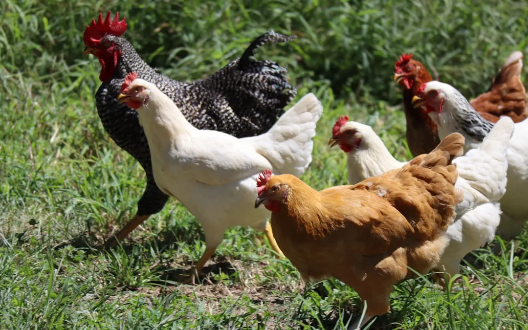 The Best Animals for a Self-Sufficient Homestead