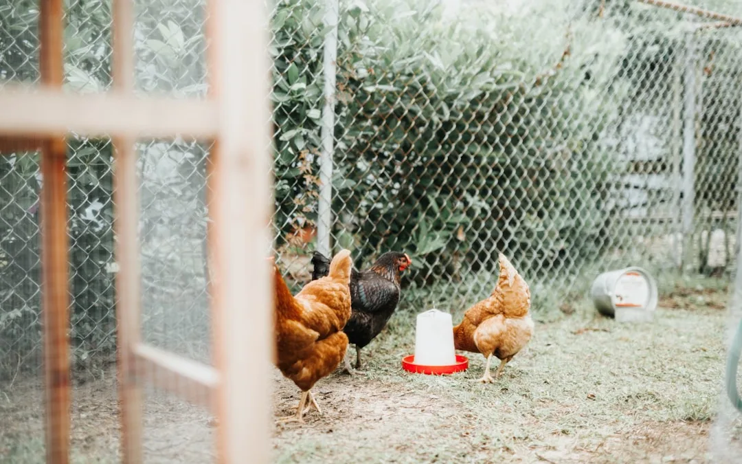 How to Raise Chickens for Eggs and Meat on Your Homestead