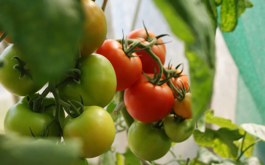 Self-Sustainable Homesteading: The Best Crops to Grow Year-Round