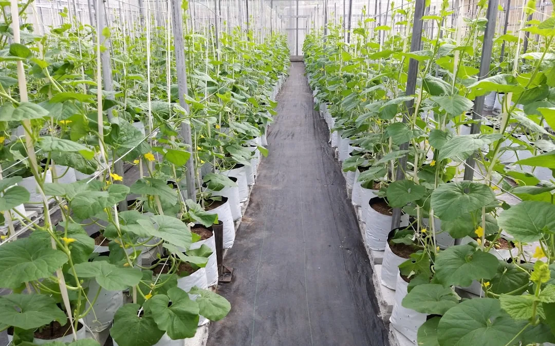 Self-Sustainability Living: How to Grow Your Own Food Year-Round