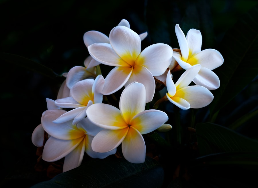 Photo wellness center